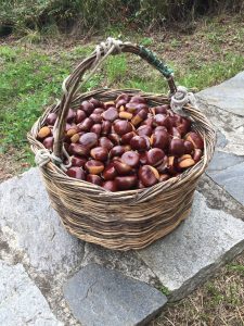 momo castagne